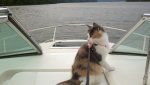 Callie the Lake Cat.jpg
