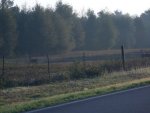 deer crossing road 001.JPG