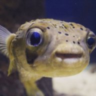 puffer fish