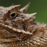 Horned Toad