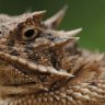 Horned Toad