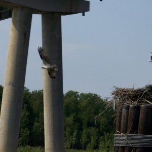 Under RT 50 Bridge in Maryland