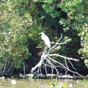 Wildlife on the River