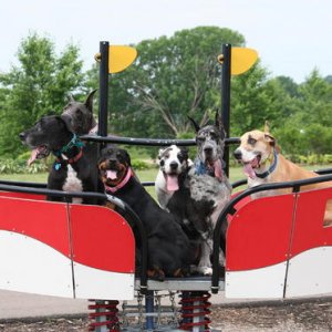 our dogs at the park