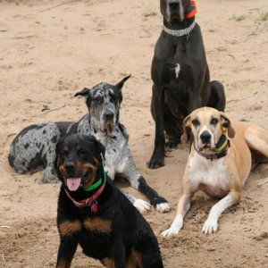 4 Girls on the Beach