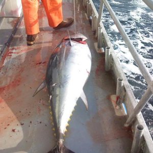 250 LB BFT while jigging for cod at Georges Bank