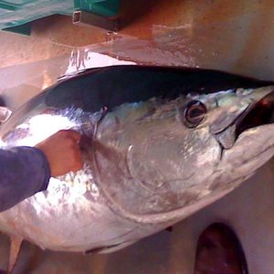 250 LB BFT while jigging for cod at Georges Bank