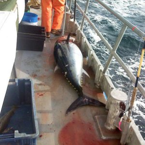 250 LB BFT while jigging for cod at Georges Bank