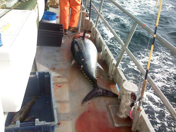 250 LB BFT while jigging for cod at Georges Bank