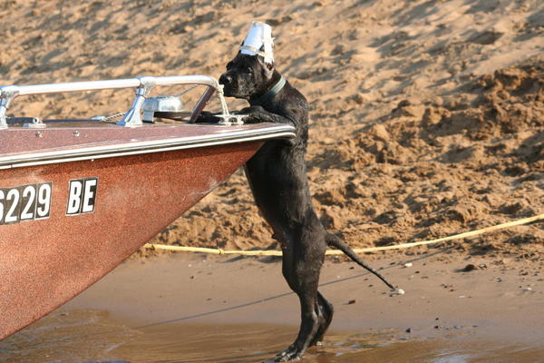 baby Green Bean trying to get in the boat