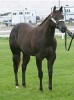 Hottie - one of my show fillies as a yearling.