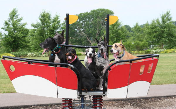 our dogs at the park