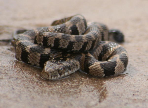 snake on the beach