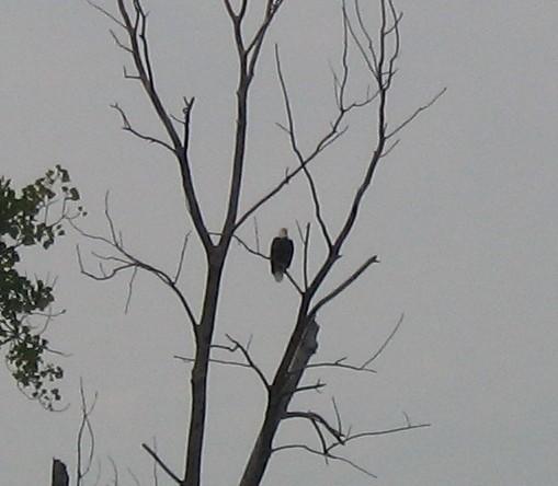 The nesting male. About 200 yrds from my back door