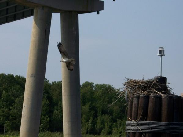 Under RT 50 Bridge in Maryland