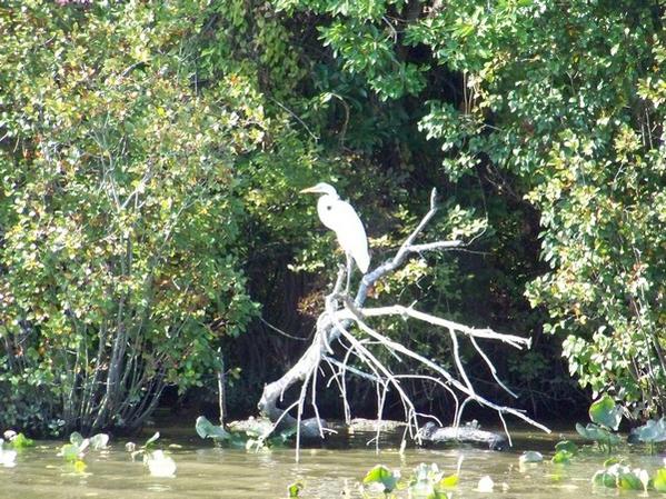 Wildlife on the River